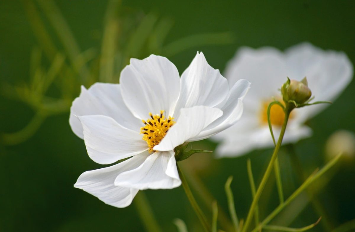 cosmos, flower, white, nature, white blossom, petals, garden, close-up, green, plant, meadow, flora, beauty, beautiful flowers, ornamental, blooming, asters, flower background, botany, flower wallpaper, macro, detail