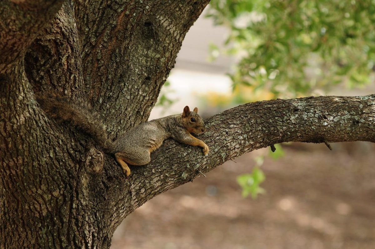 squirrel, tree, nature, wild, rodent, mammal, funny, laziness, lying, rest, bark, branch, tranquility, outdoor, cozy, stretch, natural, carefree, summer