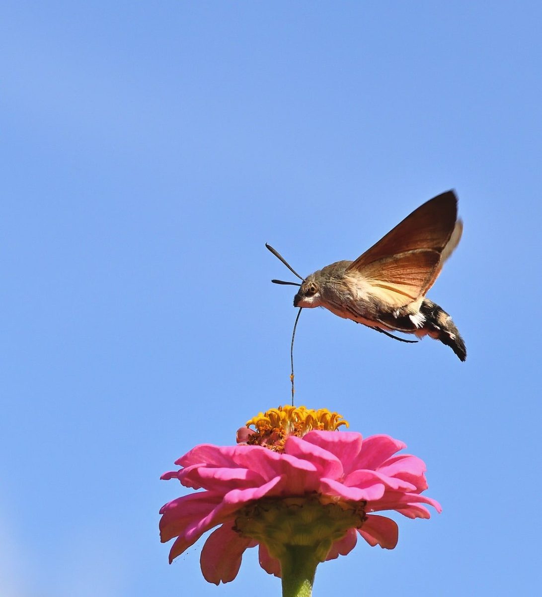 hummingbird, butterfly, zinnia, flower, blue sky, macro photography, flying, nectar, garden, winged, natural, environment, zoological, detail, nature, pollination, color, surrounding, life, evening