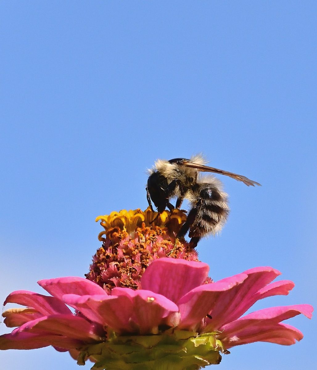 bee, wild bee, insect, macro, late summer, garden, pollen, bloom, bee flower, pink, end, blue sky, sharp photo, zinnia, flying, september, yellow, details, nature, living insect