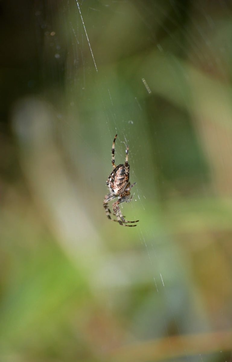 spider, web, nature, insect, silk, wildlife, macro photography, autumn, macro, background, invertebrate, detail, cross spider, garden, nature wallpaper, outdoor, arachnid, arthropod, science