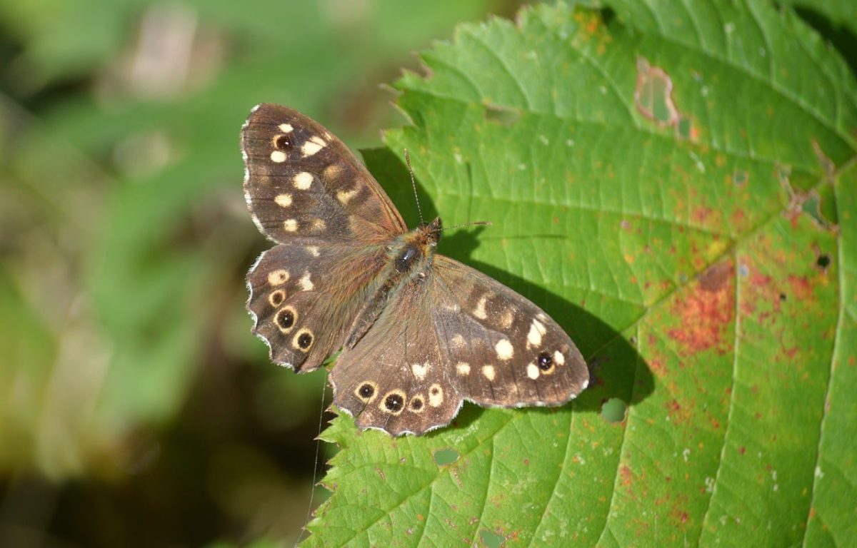 butterfly, leaf, nature, brown, spots, wings, day butterfly, macro, outdoor, garden, insect, details, fragile, beautiful, otherwise, wide shot, pattern, summer, biology, countryside