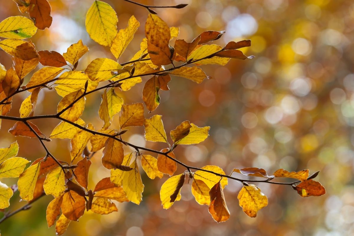 autumn, colorful leaves, foliage, branches, bokeh, nature, autumn colors, background, natural beauty, autumn forest, warm colors, bright light, outdoors, leaf beauty, natural light, light and shadow, leaves on branch, forest scene, shading, countryside nature