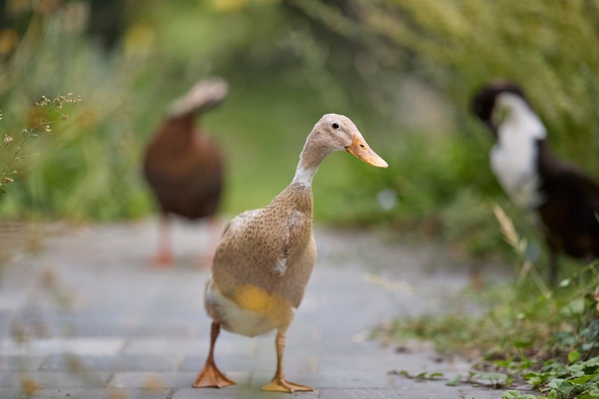 indian runner duck, bird, waterfowl, poultry, domesticated, grass, garden, outdoors, elegant, calm, park, nature, standing, peaceful, walking, natural, blurred background, bird path, breeding, pets, hiking