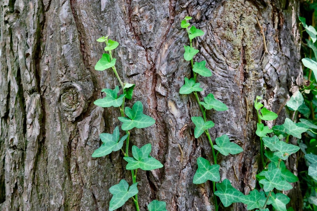 ivy, climbing plant, tree bark, trunk, green leaves, nature, forest, wood, overgrown, ecology, knots, surface texture, organic, wild plants, roots, outdoor, decorative, growth, green, character, tranquil atmosphere