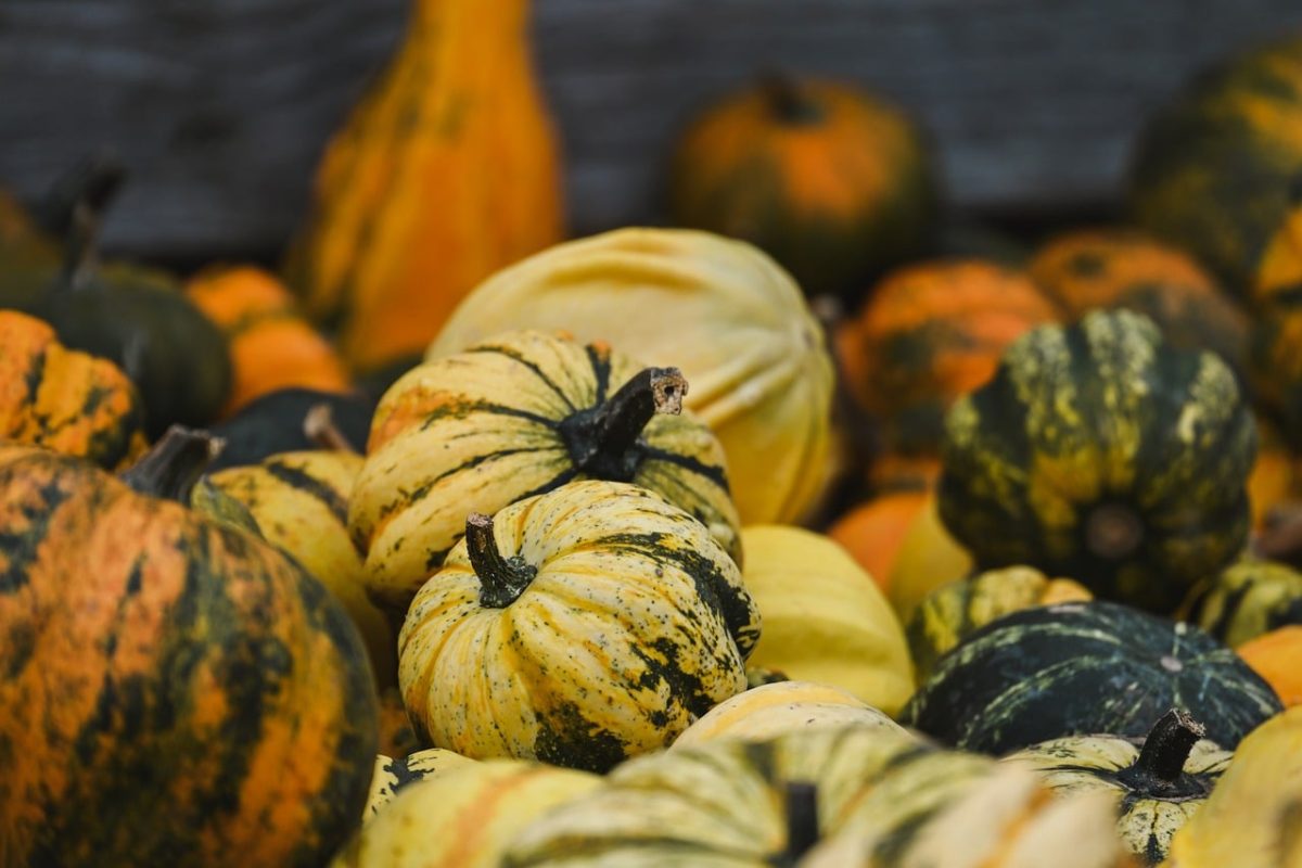 pumpkin, autumn, harvest, winter squash, natural decoration, vegetable garden, gourd abundance, agriculture, storage, various colors, traditional autumn decor, agricultural produce, halloween, decorative gourds, various shapes, natural colors, leather texture, autumn mood, country style