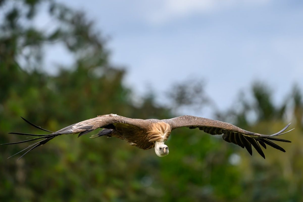 vulture, flying, bird of prey, animal, nature, bird, flight, wings, falconry, sky, plumage, sharpness, lens, wildlife, freedom, environment, natural, peaceful, observation, focus