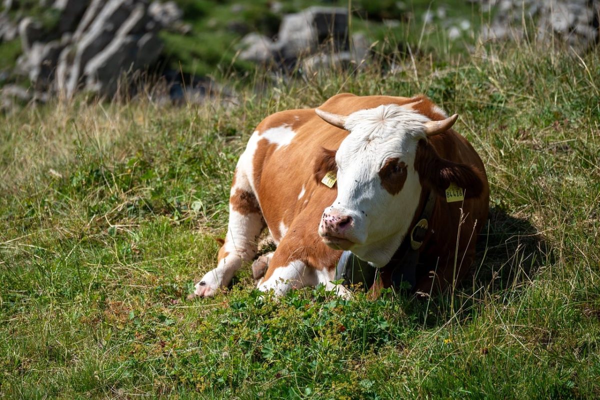 cow, alps, austria, meadow, nature, livestock, mountains, pasture, summer, hiking, cowbell, mountain landscape, eco-tourism, agriculture, relaxation, portrait, farm, grazing, hoher ifen, horns