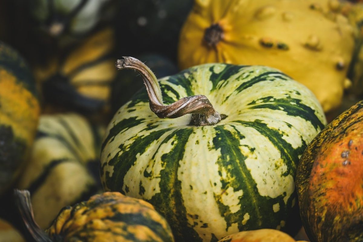 pumpkin, autumn, green, yellow, speckled, stem, various sizes, natural, seasonal, harvest, ornamental, color pattern, agriculture, autumn theme, gourmet, storage, decoration, halloween