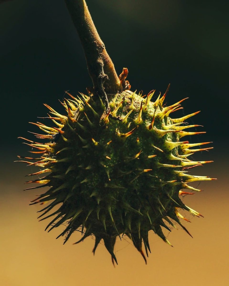 seed, pod, spiky, thorn, chestnut, nature, botany, autumn, macro, plant, hanging, dark background, details, natural light, unique shape, outdoors, detail, biology, examination, sharp