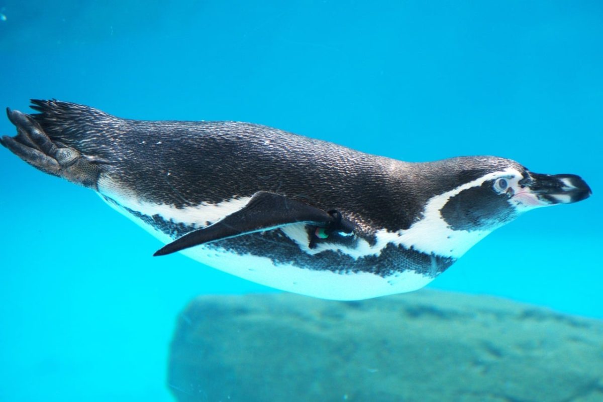 penguin, underwater, blue, rock, bubbles, animal, nature, ocean, marine animal, antarctic, natural habitat, marine life, gray, close-up, swimming, physics, hydrodynamics, water, zoology, nordic