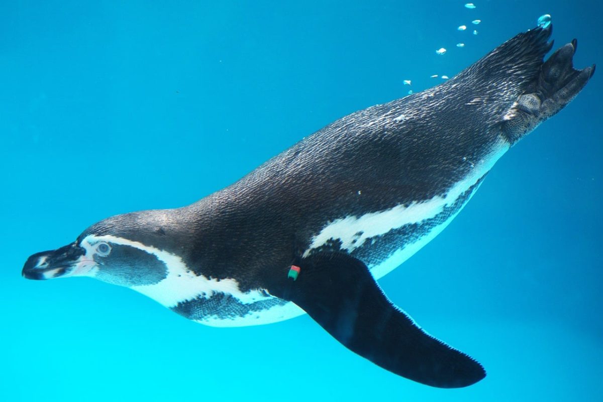 penguin, underwater, bubbles, swimming, blue water, wildlife, ocean, nature, aquarium, waterworld, animal study, swimming style, fauna, over surface, direct, sea life, ocean surface, journey, hydration