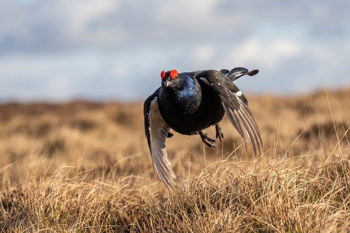 bird, wild, nature, animal, black grouse, male, flying, wing, feathers, red comb, trip, science, outdoor, soar, cloud, heath, grass, birdwatching, heathland, nature reserve