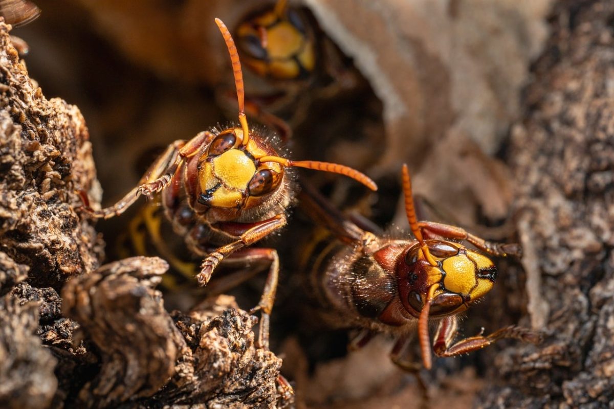 european hornet, insect, yellow, nest, nature, close-up, hymenoptera, wasp, macro photography, insect close-up, aggressive insect, wood, fauna, natural habitat, bright, calm, environment, activity, community, Valais, Switzerland, Savièse