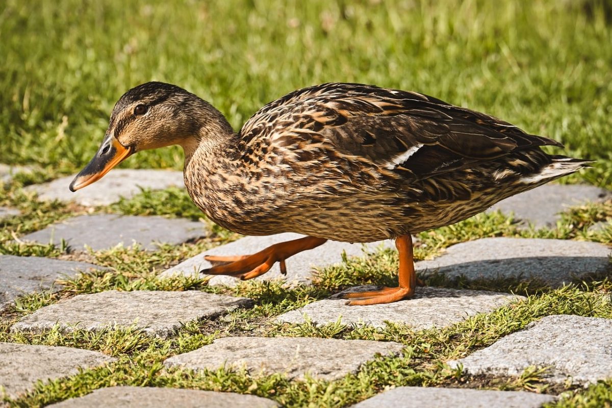 duck, animal, steps, nature, lawn, outdoor, feathers, bill, stone, sunny, walk, travel, armadillo, river, walking, wild, wings, motion, friend