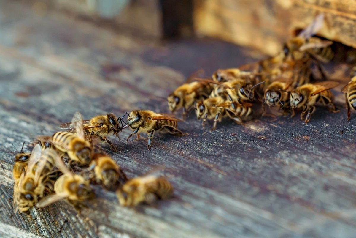 bees, beehive, insects, honeybees, wings, nature, honey, ecosystem, pollination, beekeeping, insect house, biodiversity, bee day, flying, community, bee activities, conservation, animals, worker bees