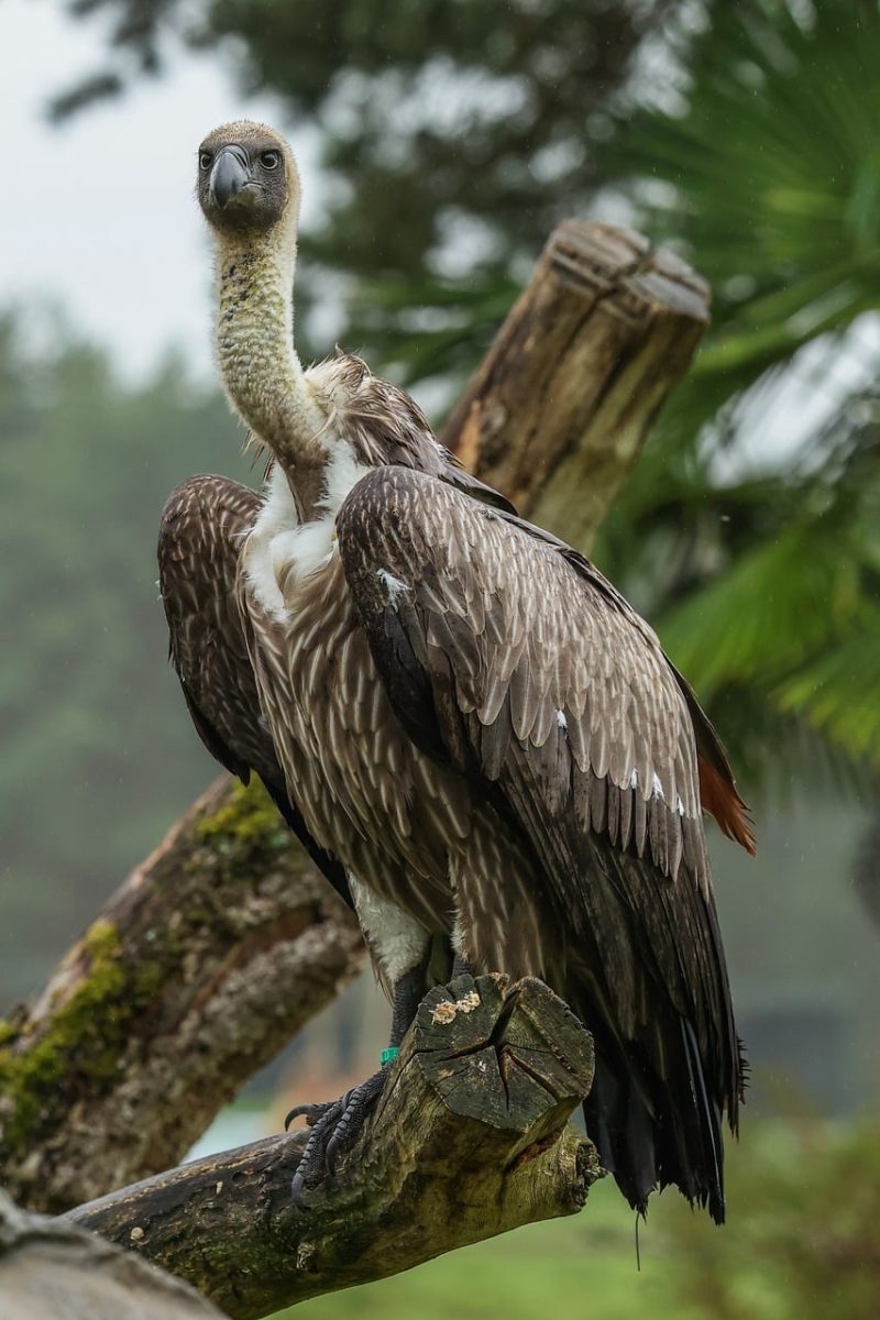 vulture, bird, nature, animal, scavenger, large bird, wild, perched, tree, animal portrait, forest, arthur, habitat, rainforest, frontal, yard, tree branches, dense foliage