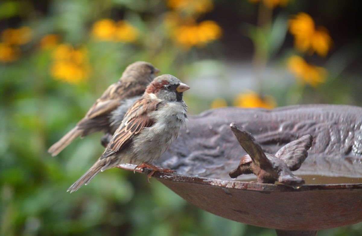 sparrow, bird, birdbath, garden, nature, outdoors, water, beak, summer, animals, bird behavior, plumage, beauty, cute, splash, feeding, zoo, sky, ecosystem, nesting
