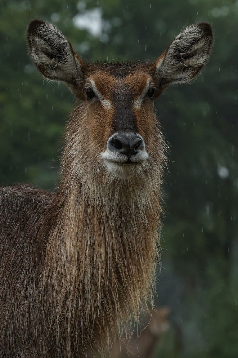 antelope, nature, wildlife, fur, animal, forest, drops, green, curious, autumn, face, raindrops, big ears, portrait, waterbuck, wet, ears, detail, spots, europe, african savanna
