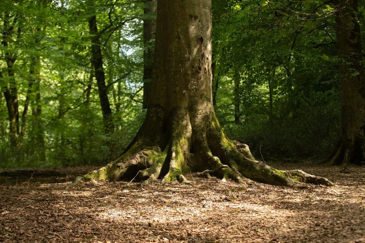 tree, roots, forest, nature, green, moss, ecosystem, leaves, soil, light, landscape, shade, wilderness, ground, sabina forest, iran, low light, tranquil environment, clean air, undisturbed