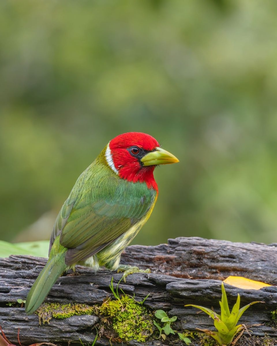 bird, nature, colorful, tropical, exotic, green, beautiful wallpaper, red, yellow beak, wood, twig, background, wilderness, ecosystem, macro, detail, barbet, moss, gould's, macro photography