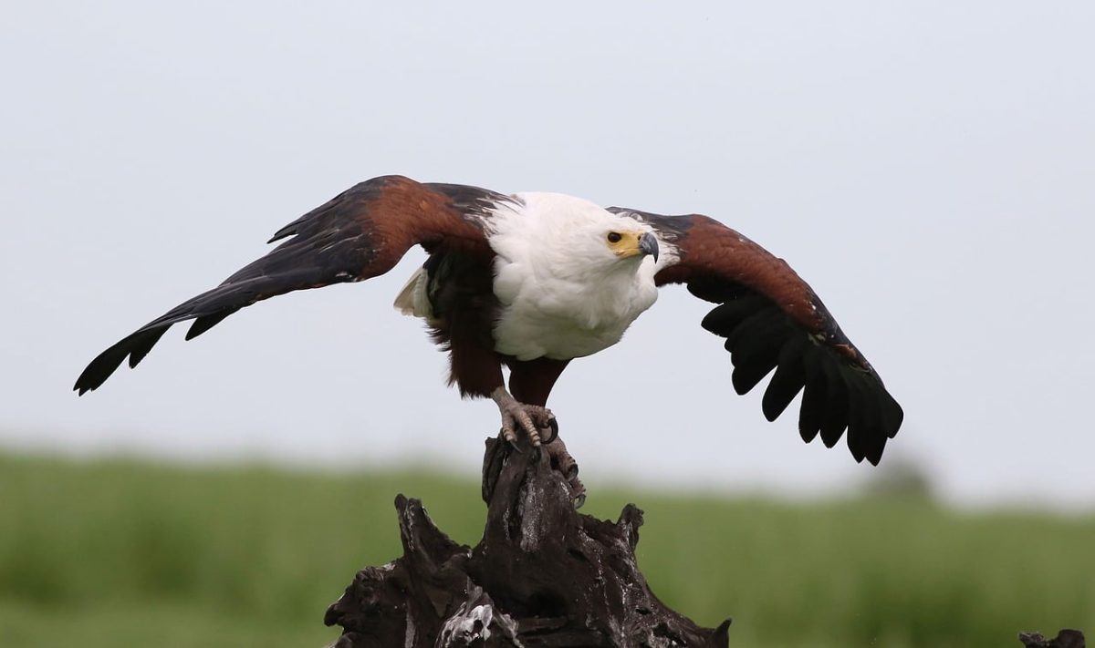 eagle, flight, bird of prey, nature, wings, raptor, beak, wing span, animal, natural habitat, hunting beak, ferocity, birdwatching, landscape, natural beauty, wonders of nature, african eagle, predator, ecosystem