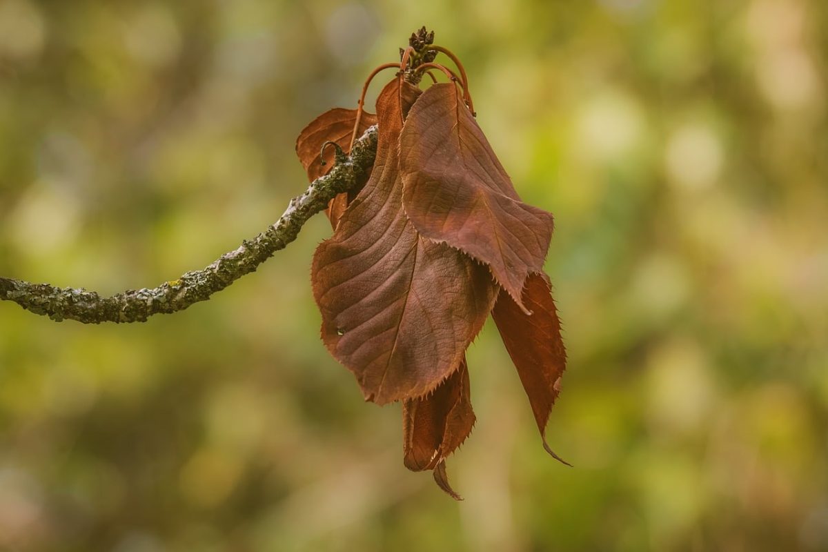 autumn, twig, leaves, brown, green background, blurred background, nature, leaf detail, off-season, autumn foliage, natural texture, outdoor scenery, falling leaves, forest area, botany, art, macro photography, gardening, ecology, passage of time