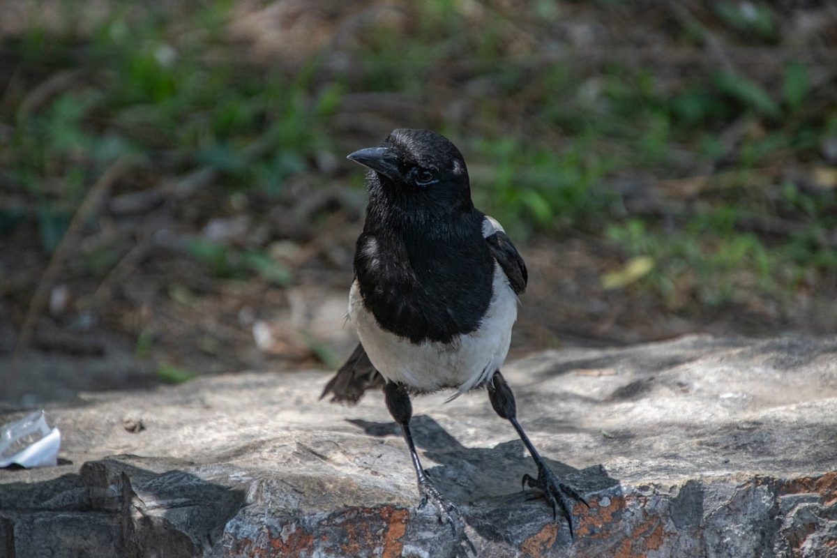 magpie, bird, wildlife, animal, plumage, beak, avian, biodiversity, ornithology, birdwatching, outdoors, nature, black head, rocky ground, grass, posture, shaded, daylight, natural habitat