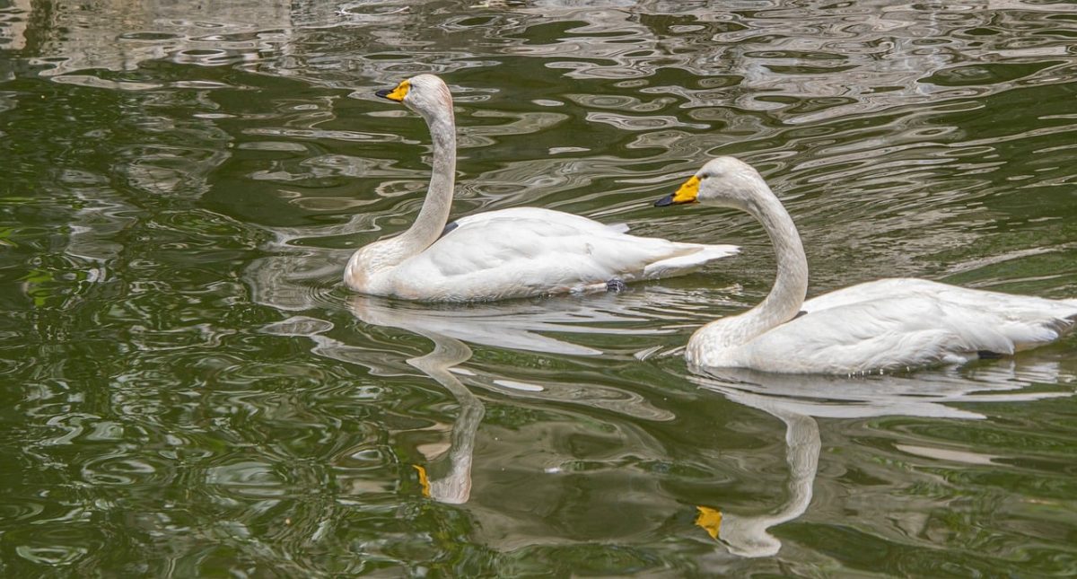 swans, waterbirds, feathers, plumage, water, ornithology, reflection, wildlife, nature, beaks, calm, sunny, landscape, pond, peaceful, mirroring, white, natural, birds, side by side