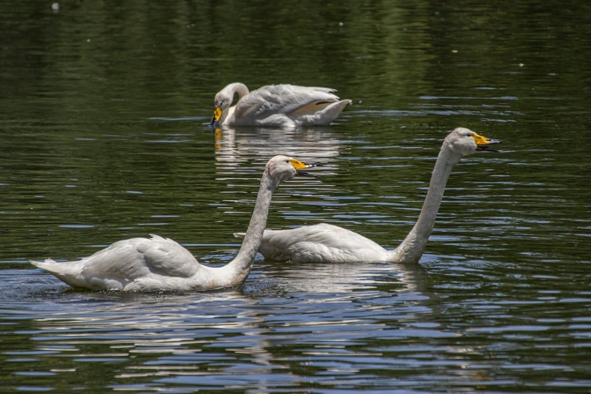 white swans, swans, waterbirds, feathers, ornithology, birds, juvenile, nature, plumage, ecosystem, aquatic environment, fauna, swan lake, tranquility, nesting, rest, pond, public park, conservation, nature background