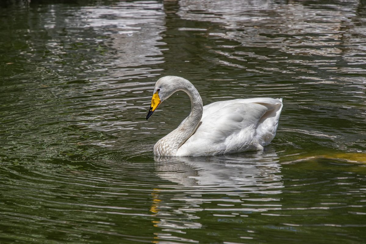 white swan, bird, animal, water, feathers, ornithology, swimming, beak, waterfowl, swim, fauna, warm, nature, reflection, tranquil, wings, calm, beautiful, natural scenery
