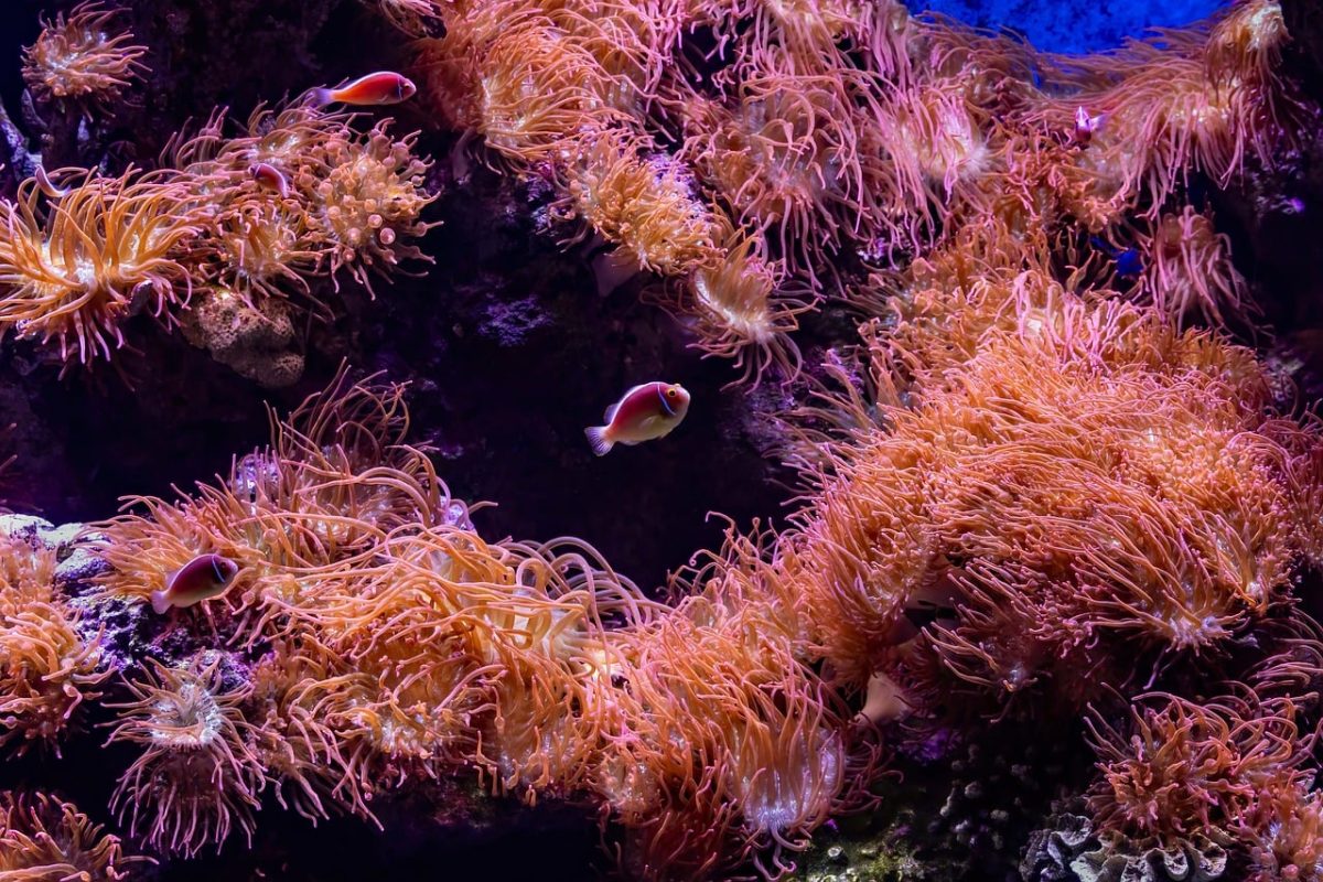 clownfish, anemone, coral, sea, aquarium, tropical, underwater, marine biology, ecosystem, vibrant colors, biodiversity, beauty, wildlife, nature, distinctive, beautiful, fantasy world, glowing, ecological, natural environment