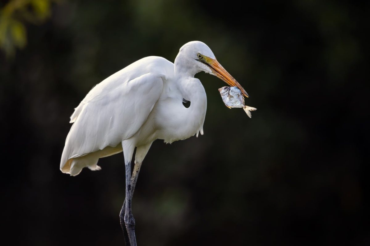 egret, nature, great egret, ornithology, wildlife, fish, hunting, watchful eye, beak, grey, owl, pet, time of day, feeding, white-gray, magnification, curiosity, hunting bird