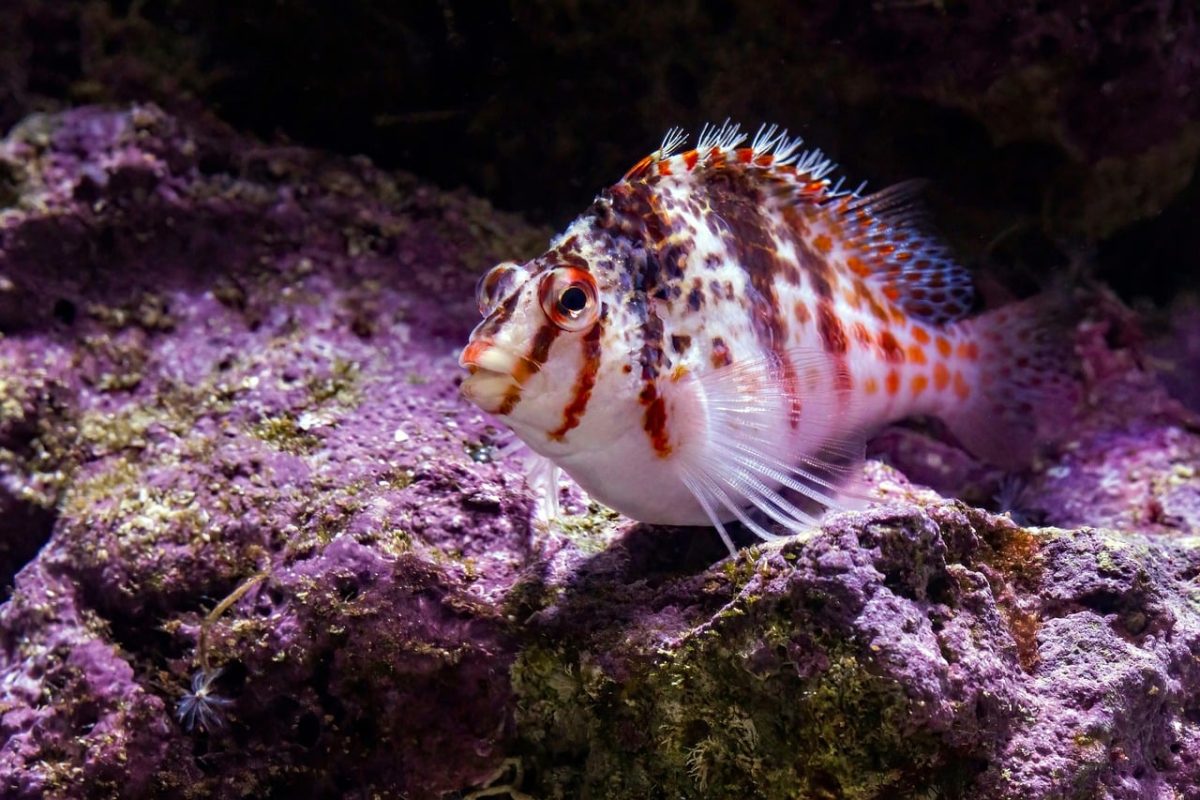 dwarf hawkfish, tropical, aquarium, marine fish, coral reef, exotic, saltwater, underwater, nature, animal, fish, biology, ecology, natural habitat, wildlife, reef, feature, submarine, coloration, aquaculture