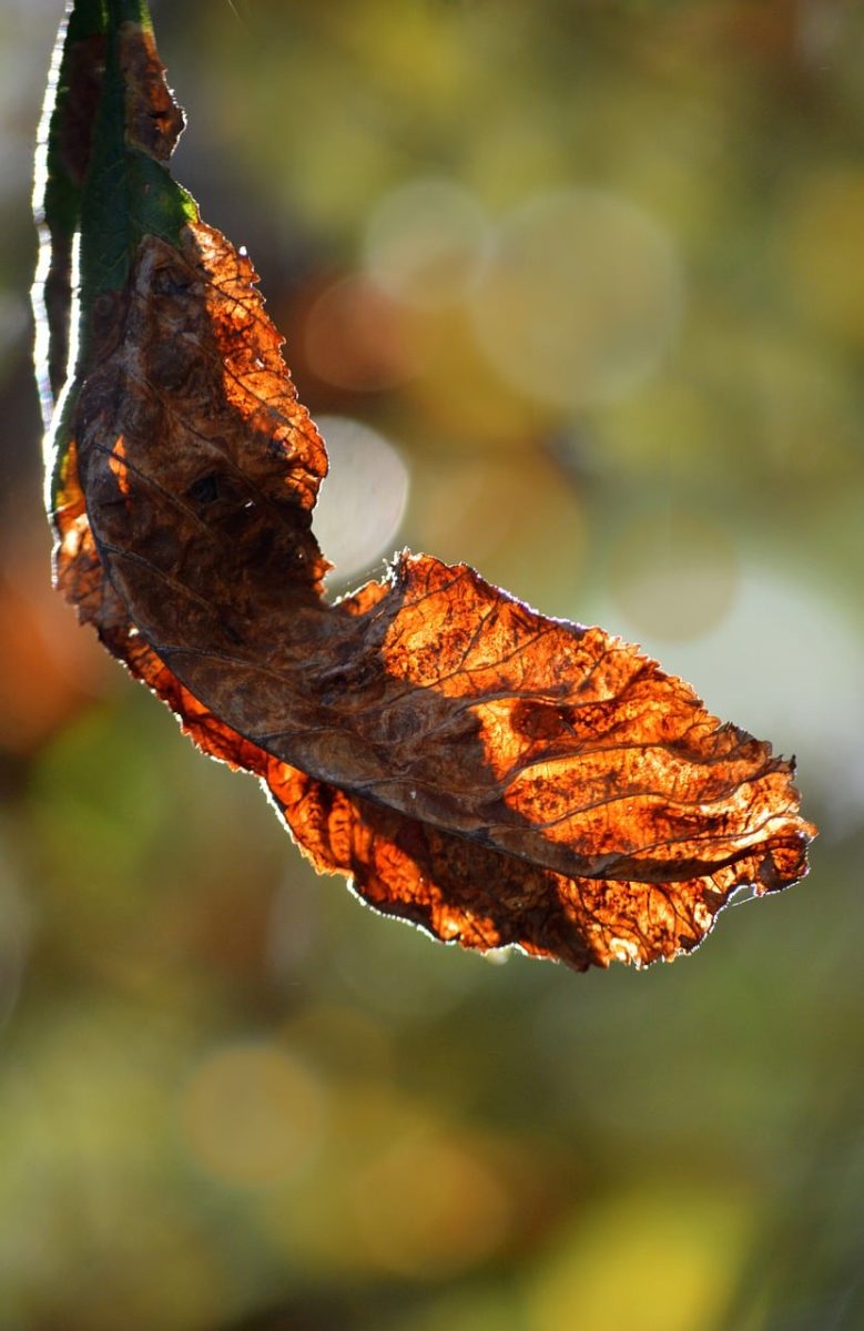 chestnut leaf, autumn, leaf, nature, details, orange, bokeh, background, light effect, macro, leaf texture, nature wallpaper, ecology, natural environment, beautiful, golden, silhouette, natural details, falling leaf, yellow-orange