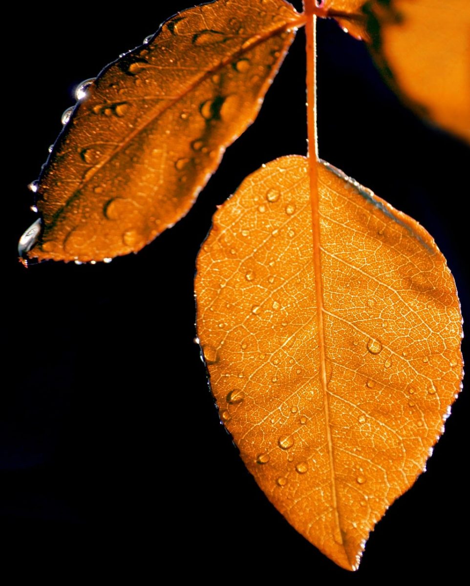 autumn leaves, raindrops, leaf, nature, autumn colors, background, leaf vein, macro photography, black background, backlighting, water drop, orange, nature wallpaper, beauty, elegance, lonely leaf, artistic shot, leaf details, drop, close-up