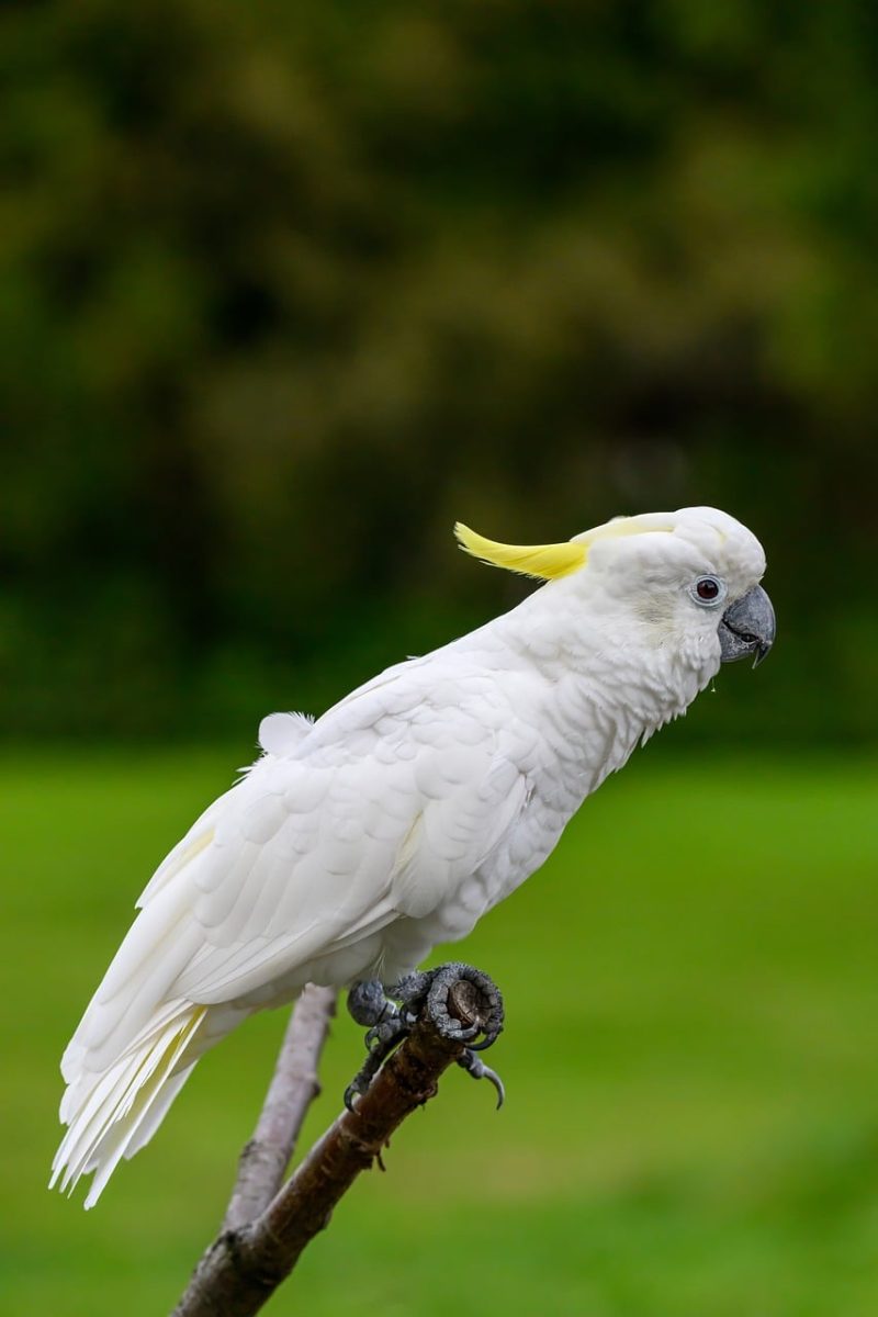 cockatoo, nature, bird, animal, parrot, plumage, perched, ornithology, birdwatching, beak, branch, white, australian, wild, outdoor, simplicity, green background, calm, yellow crest