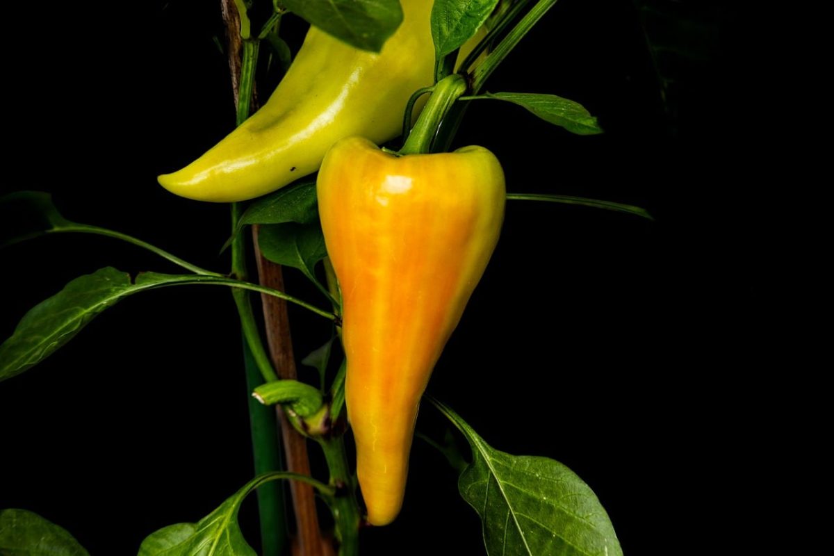 pepper, yellow pepper, green pepper, crop, fresh, greenery, gardening, vitamins, nutrition, artistic photo, vegetable plant, black background, close-up, nature, eco-friendly, agriculture, slice, farmer, seasonal, slightly colorful, color