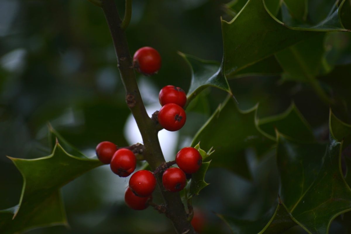 holly, red berries, thorns, green leaves, shrub, poisonous, nature, christmas, autumn, winter, green, red, nature wallpaper, european holly, traditional, evergreen, common, plant, botany