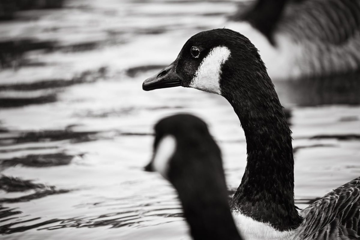 canada goose, black and white photo, nature, bird, water, wilderness, detail, profile, lake, wild, breed, ornithology, wildlife, waterfowl, gloss, head, display, reflection in water, monochrome