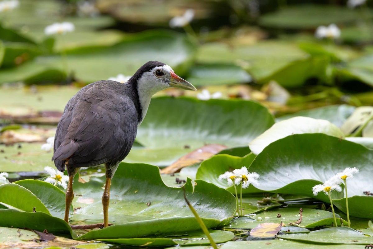 water bird, pond, lily pad, feathers, nature, beautiful flowers, flower background, wet, standing, yellow, beautiful, wild, animal, flying, environment, ecosystem, calm, aquatic plants, flower, solitary, tropical, flower wallpaper, lake, nice