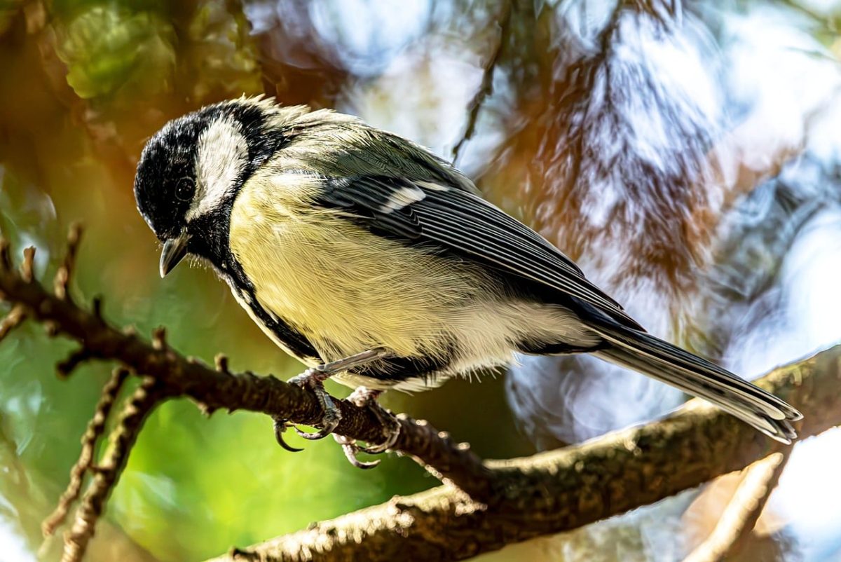 great tit, bird, wildlife, songbird, branch, tree, feathers, small bird, garden bird, forest, bokeh, nature, daylight, vertical, macro photography, sunlight, agriculture, vibrancy, ecosystem, soft light