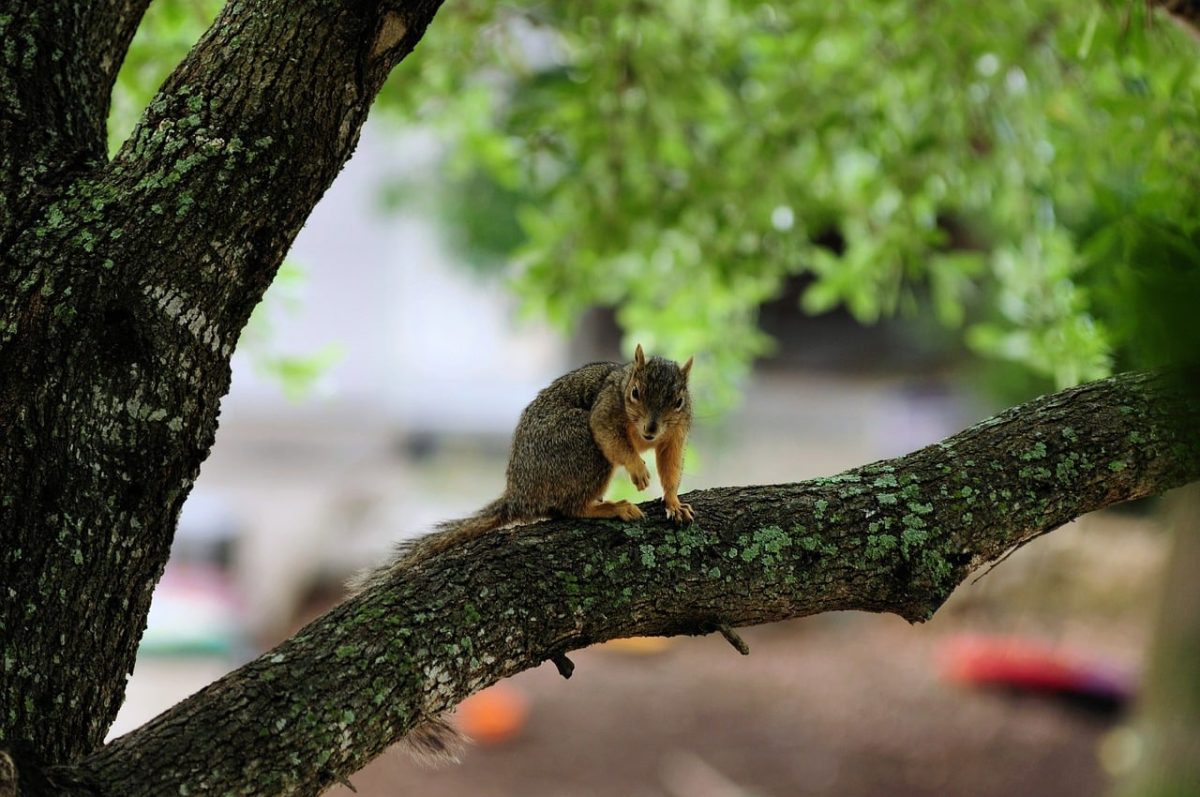 squirrel, tree branch, nature, animal, wildlife, cute, natural environment, wild, rodent, branches, deciduous tree, forest, green leaves, calm, meditative, winter, daylight, park, resting, detail, observation