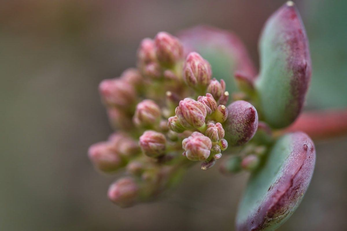 flower, botany, detail, succulent, macro, nature, background, sedum, pink, garden, spring, summer, green, fetish, usefulness, skin, subdued, cultivation, water, analyze, roots
