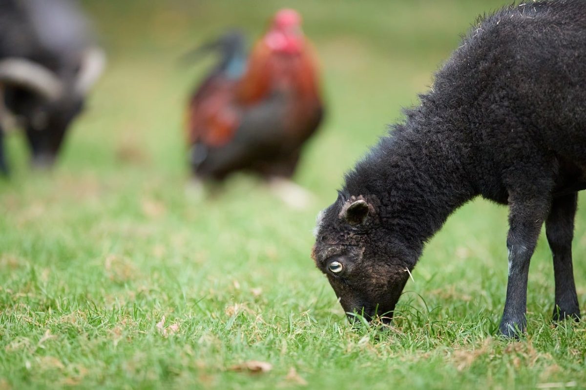 sheep, grass, animal, natural environment, grazing, wool, countryside, ouessant, blurred background, green, field, nature, outdoors, profile, details, rooster, mammal, domesticated, close-up