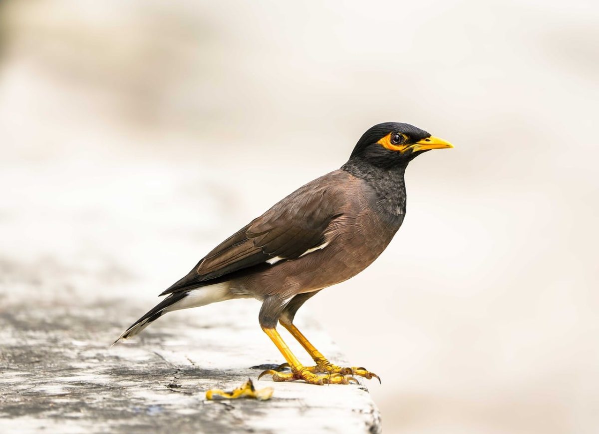 myna, bird, insect, animal, nature, wild, avian, yellow, orange, black, beak, detail, feather, stadium, edge, solitary, pose, periphery, accent, color