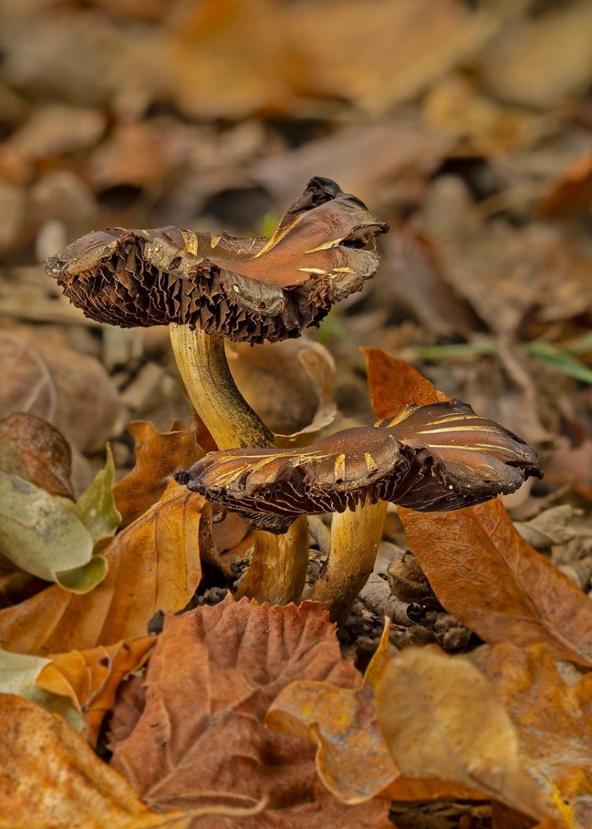 mushrooms, small mushrooms, forest, autumn, nature, leaves, moss, autumn colors, soil, mycology, survival, elegance, ecology, forest floor, moisture, calm, earth, wilderness, fragility, micro ecosystem