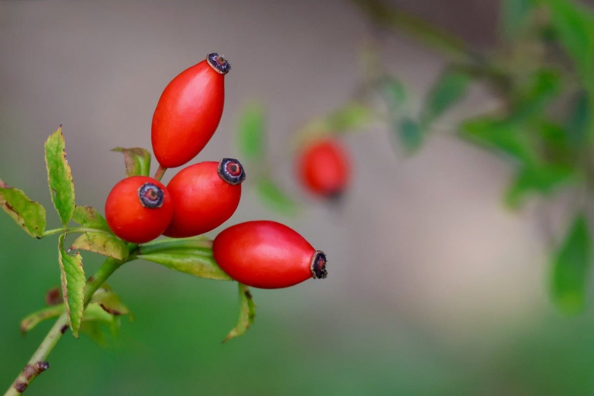 rosehip, red, nature, wild rose, harvest, fruit, botany, shrub, leaf, green, macro, garden, plant, outdoor, seasonal, natural, background, five, native, ecological, colorful