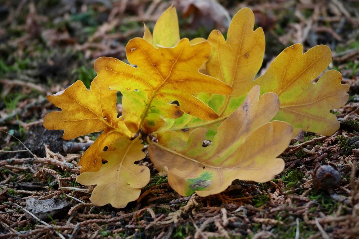 oak leaves, autumn, nature, yellow leaves, background, detail, autumn leaves, landscape, soil, brown, dry leaves, texture, ecology, forest floor, biological decomposition, organic material, autumn colors, ecosystem, habitat, climate change, moody photo