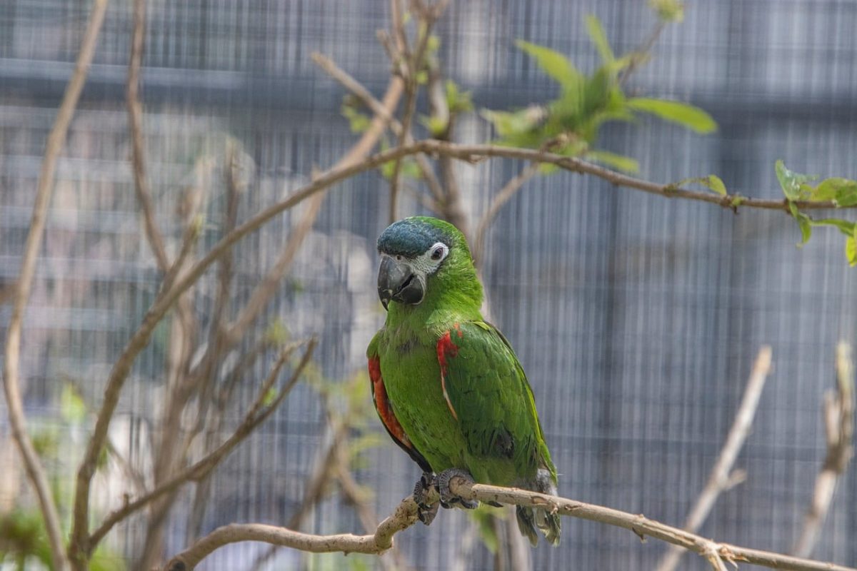 parrot, bird, branch, cage, green, ornithology, zoo, feathers, animal, beak, colorful, nature, wild, exotic, jungle bird, iguana, terrestrial, biotope, green wings, blue head